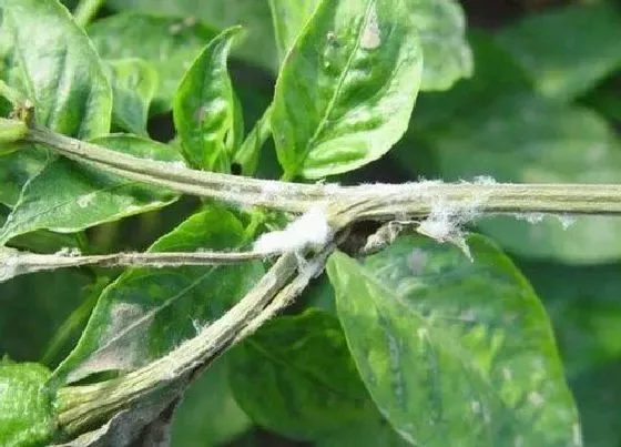 植物虫害|辣椒病虫害防治技术与方法措施