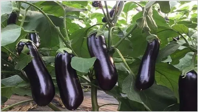 茄子如何留种？茄子做种方法 | 养殖技术