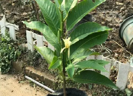 植物排行|春天开花的植物有哪些