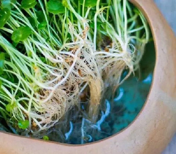 养殖方法|水培铜钱草怎么养殖才能更旺盛