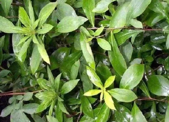 植物排行|山茶科植物有哪些