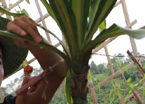 植物修剪|巴西美人怎么修剪方法