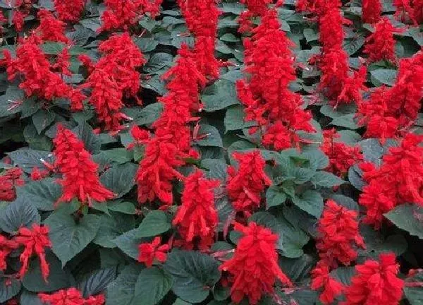 植物浇水|一串红怎么浇水方法