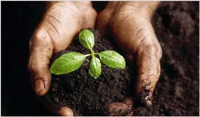 不能经常在蔬菜地施用化肥 | 种植病虫害