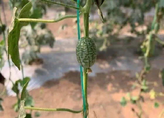 植物播种|拇指西瓜什么时候播种