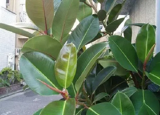 植物修剪|盆栽橡皮树怎么剪枝 修剪方法