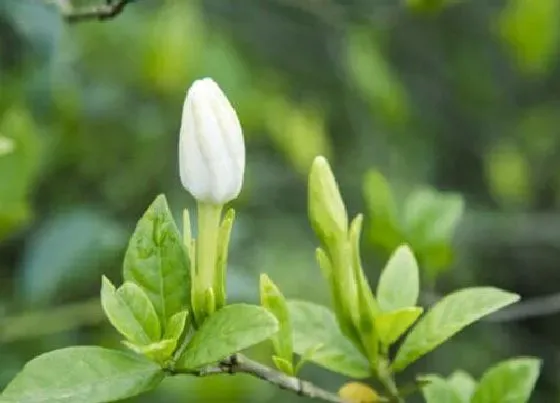 开花时间|栀子花什么时候长花苞