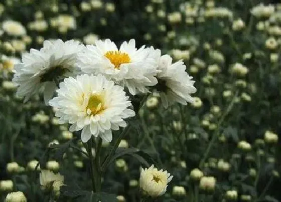 种植管理|杭白菊几月份种植合适