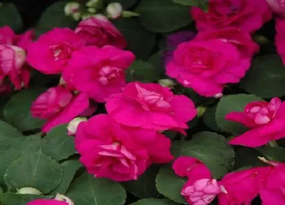 种植管理|凤仙花什么季节种植好