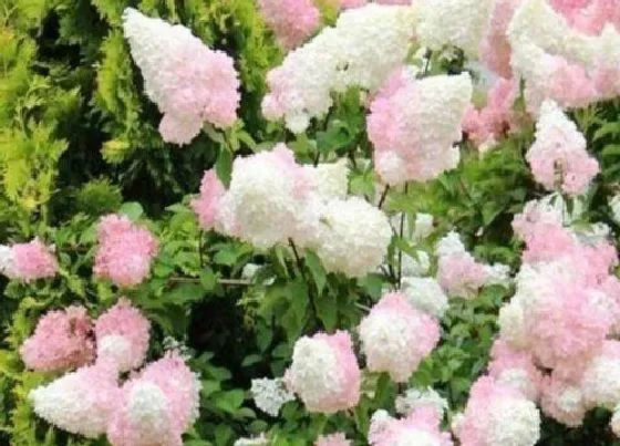 植物种类|圆锥绣球哪个品种的花最漂亮 最值得入手的品种