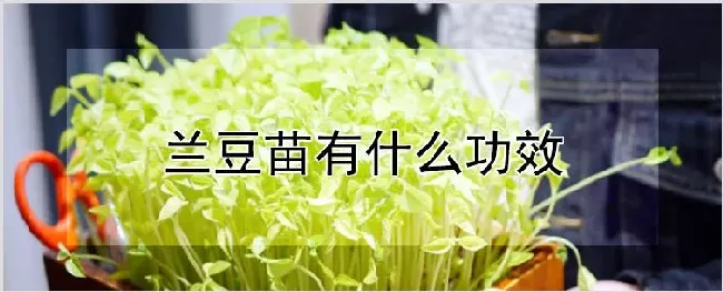 兰豆苗有什么功效 | 种植资料