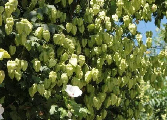 开花时间|栾树什么时候开花 花期时间是几月份