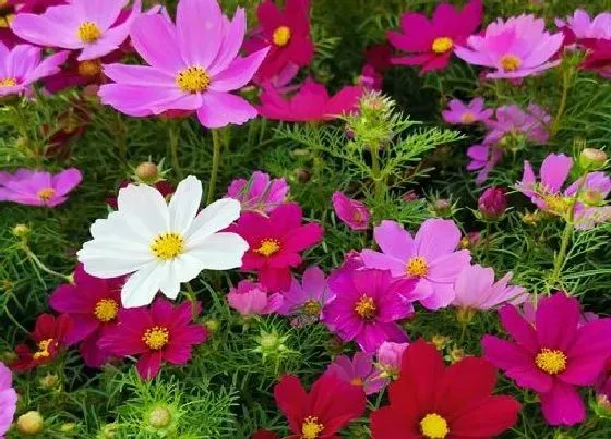 植物百科|格桑花生长在什么地方