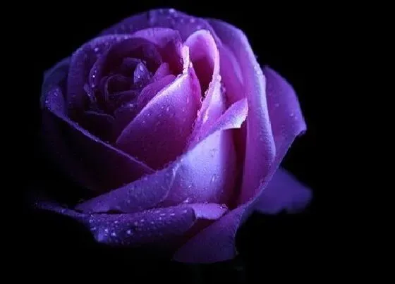 花语|19朵紫色玫瑰花代表什么意思（紫色玫瑰的寓意和花语）