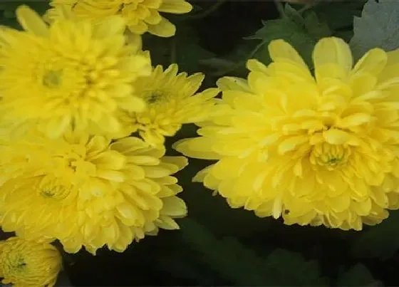 植物寓意|黃色菊花花语代表什么意思