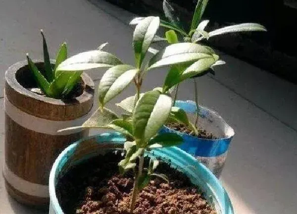 植物换土|九里香换土时间和方法