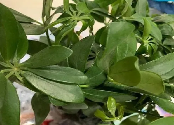 植物浇水|鸭掌木多久浇一次水
