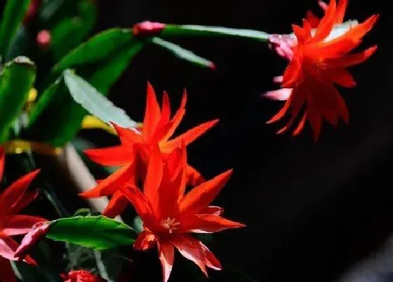 开花时间|蟹脚兰什么时候开花 开花花期多长时间