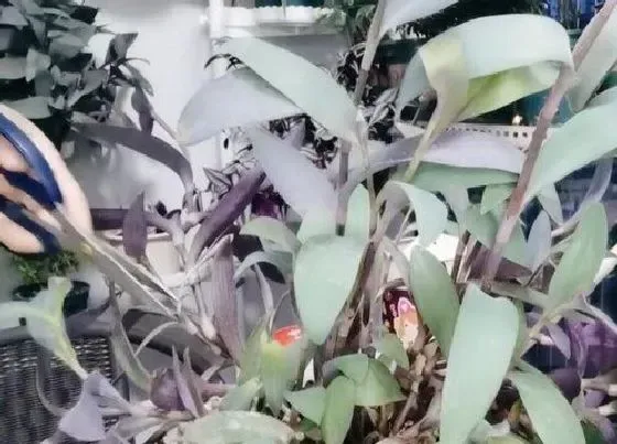 植物种类|竹子品种盆栽有哪些 盆栽竹子的种类