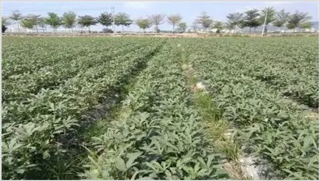 秋葵施肥时间及注意事项 | 种植技术