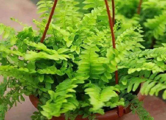 植物种类|蜈蚣蕨是草本植物吗