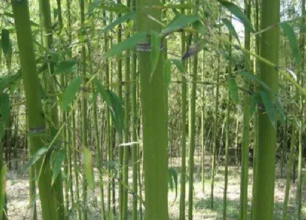 养殖科普|红竹花喜欢阳光吗