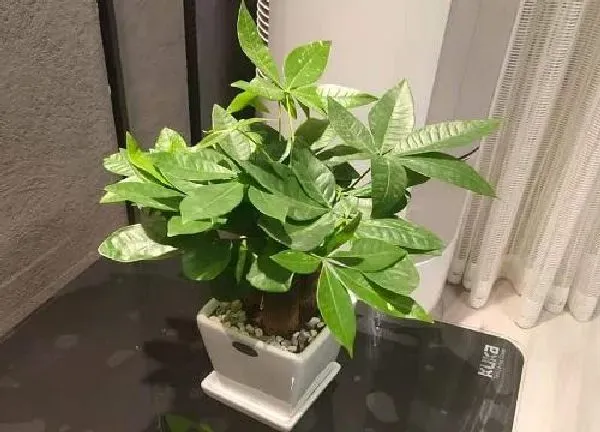 植物浇水|发财树冬天怎么浇水