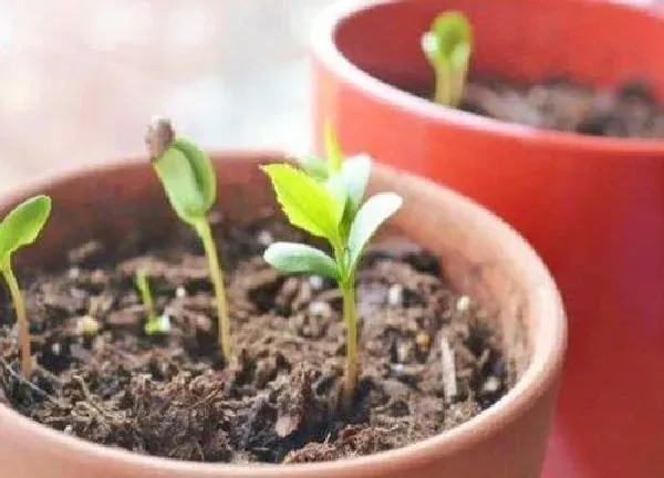 植物发芽|苹果发芽的过程