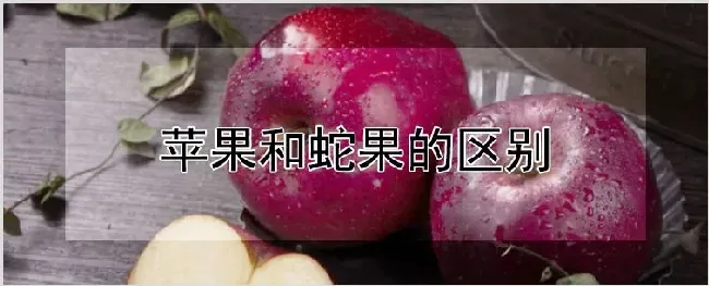 苹果和蛇果的区别 | 耕种资料