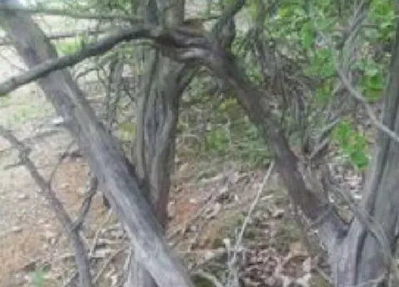 植物种类|桑柘木是什么树 生长在什么地方