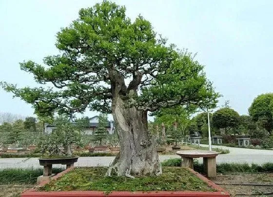 植物种类|白蜡树是什么树种 属于木犀科的落叶乔木