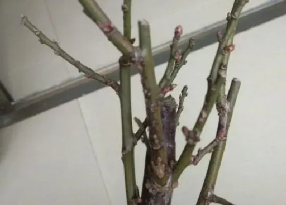 夏天植物|梅花怕热吗