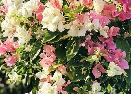 花卉百科|厦门的市花是什么花