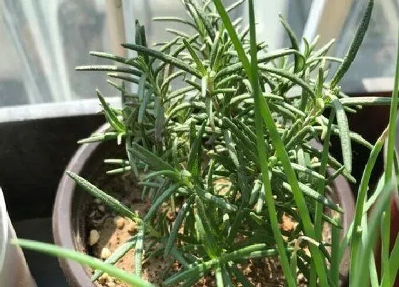 植物百科|海洋之露是什么植物类别