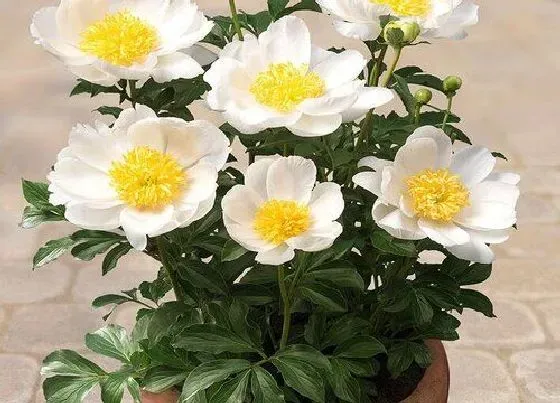 花期|勺药一年开几次花