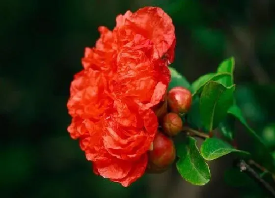 开花时间|石榴什么时候开花 开花的花语与寓意