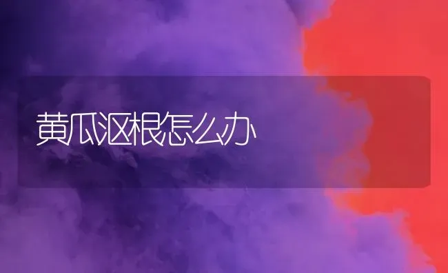 黄瓜沤根怎么办 | 蔬菜种植