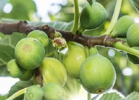 果实成熟|无花果是几月份的水果