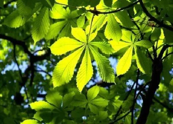 植物修剪|七叶树怎么修剪方法