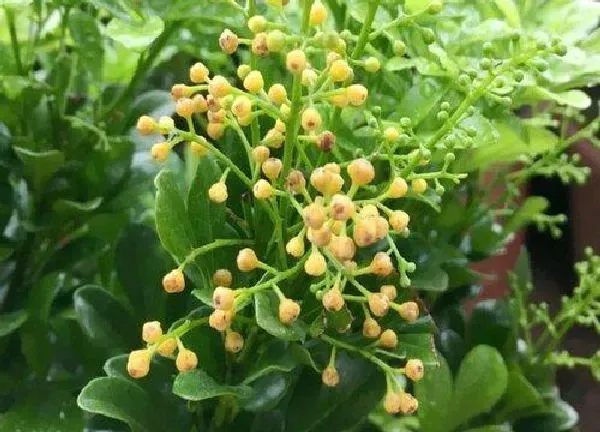 植物移栽|米兰多久服盆
