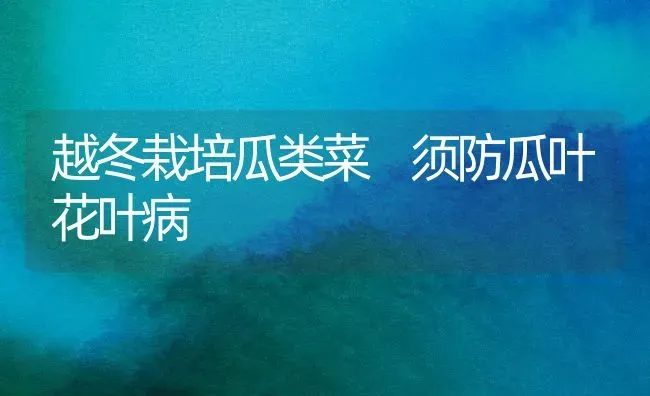 越冬栽培瓜类菜 须防瓜叶花叶病 | 蔬菜种植