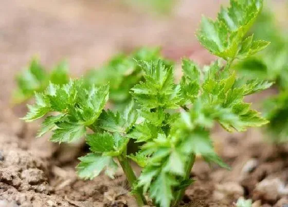 种植方法|白芹菜的种植方法和时间 白芹菜栽培与种植技术
