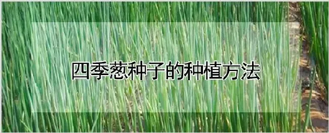 四季葱种子的种植方法 | 农业技术