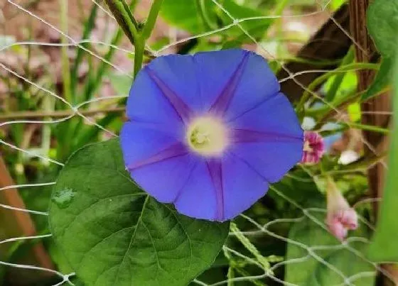 生长环境|牵牛花长在哪里