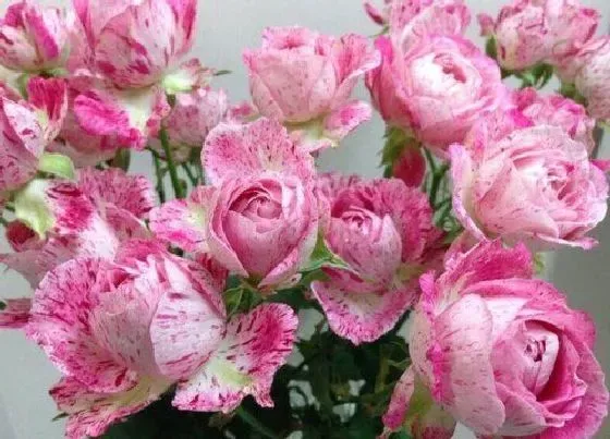 植物种类|雪花肥牛月季是藤本还是灌木