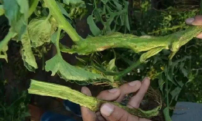 植物病害|番茄溃疡病最佳治疗方法（番茄溃疡病打什么药最有效）