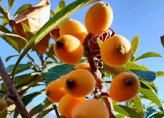 生长环境|枇杷生长环境条件及特点