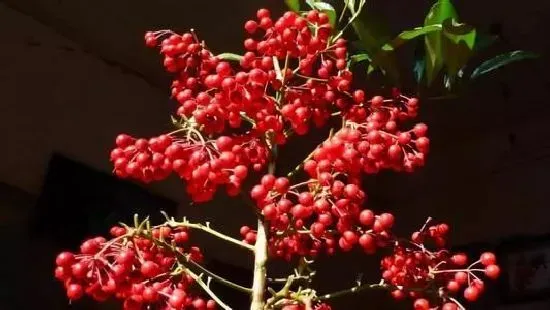 种植管理|富贵籽的籽可以种吗