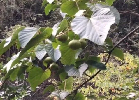 绿植|墓地适合种什么植物