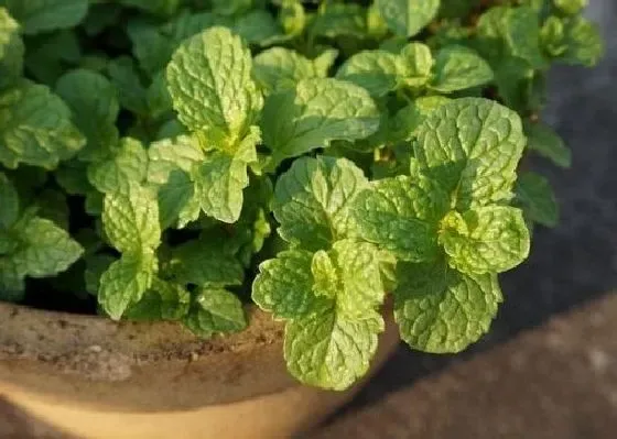 夏天植物|薄荷夏天怎么养护 夏季养殖方法